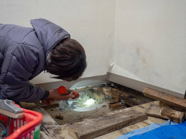Best Commercial Mold Inspection  in Lavonia, GA